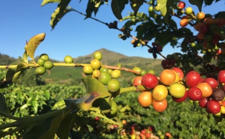 ブラジルコーヒー